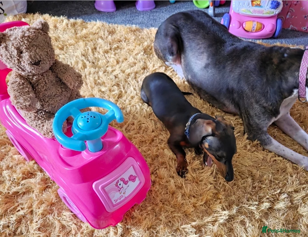 Dachshund dogs for sale: Dachsund puppy looking for his forever home - Advert 6