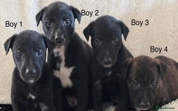 Whippet dogs for sale: Collie greyhound (GREYHOUND) - Image 11