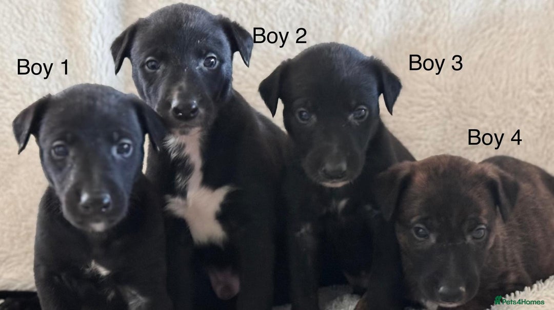 Whippet dogs for sale: Collie greyhound (GREYHOUND) - Image 11