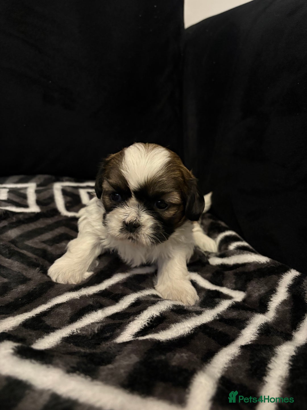 Shih Tzu dogs for sale: 2 female Shih Tzu puppies  - Advert 16