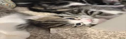 American Shorthair cats for sale: 4 Beautiful American Shorthair Kittens  - Advert 7