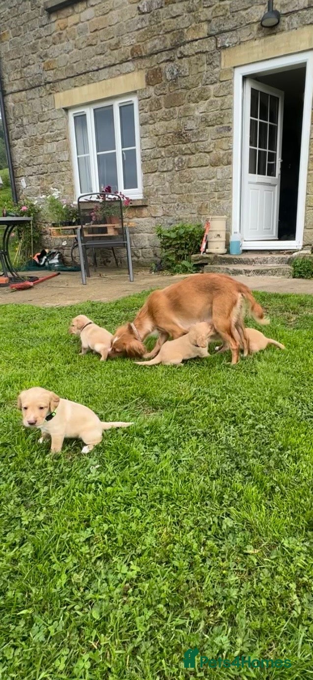 Cockerdor dogs Stunning Cockerdor puppies - Advert 2