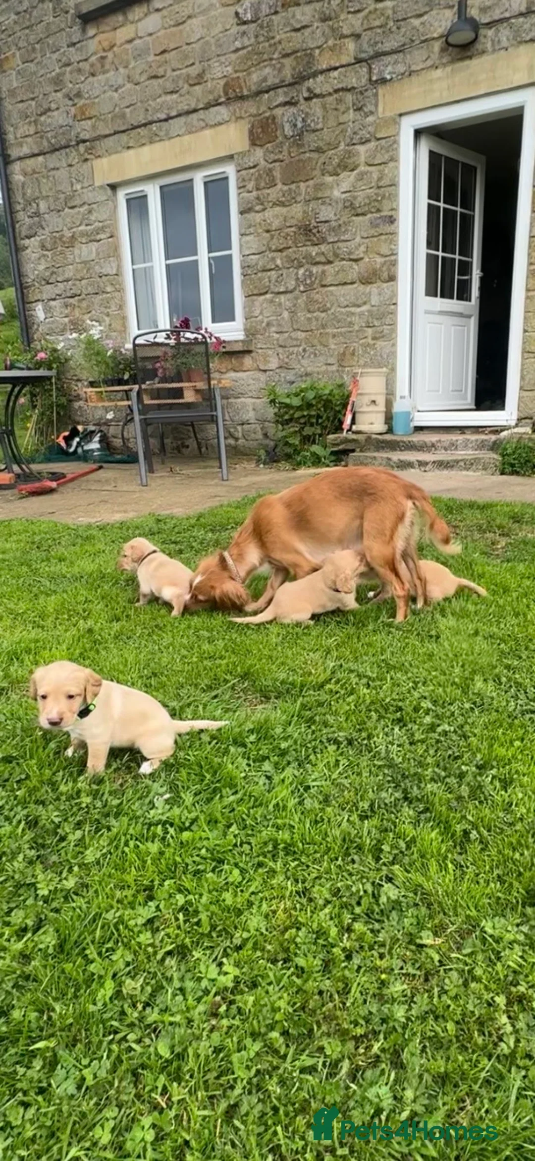 Cockerdor dogs for sale: Stunning Cockerdor puppies - Advert 2