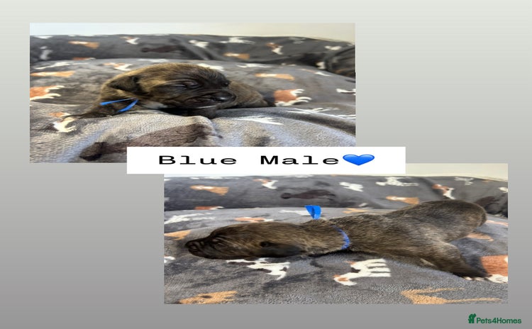 Mixed Breed dogs - Advert 15