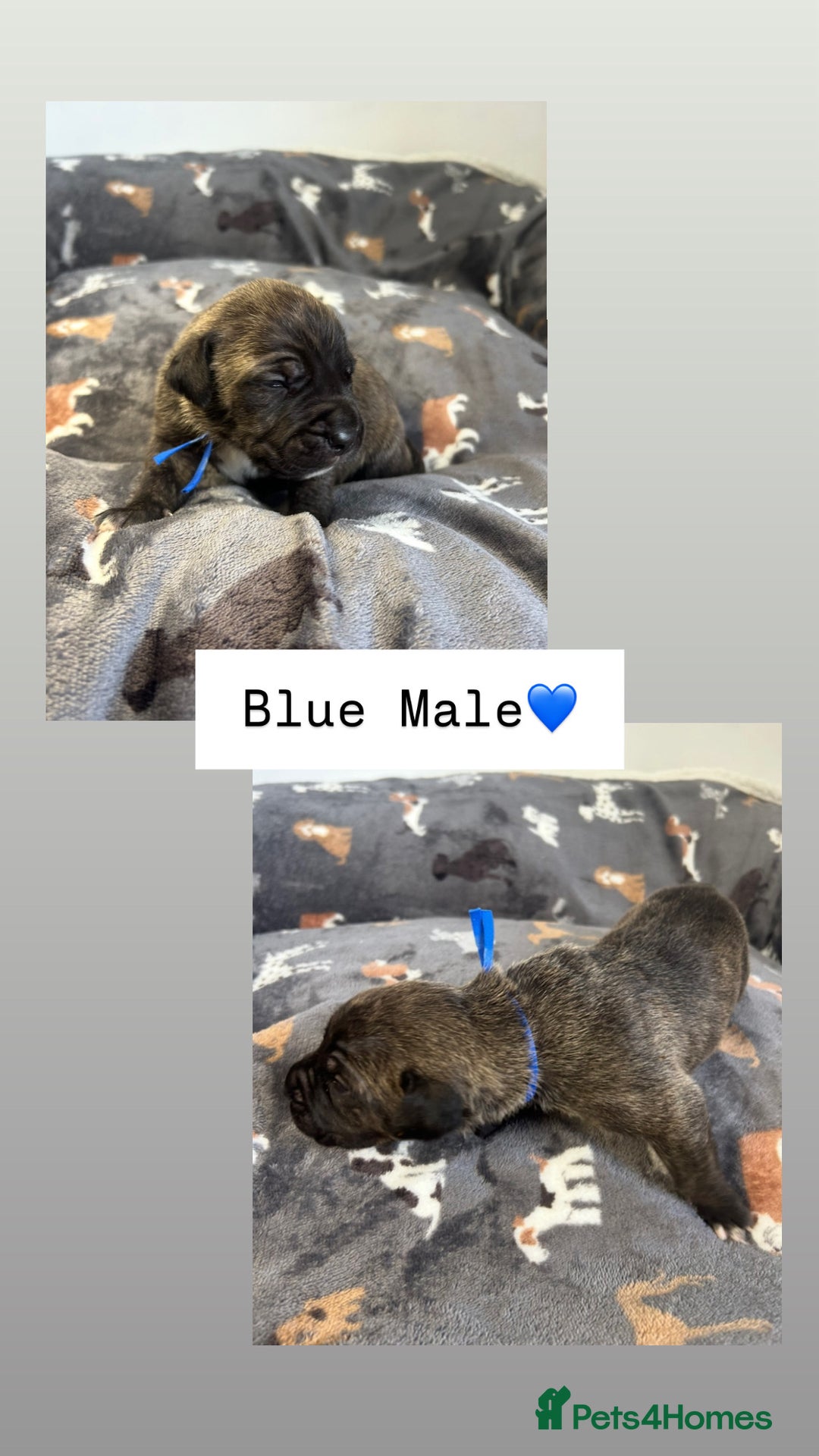 Mixed Breed dogs for sale: Stunning mastiff pups🐾 - Image 1
