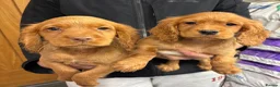 Cocker Spaniel dogs for sale: Cocker spaniel puppy’s  - Advert 20