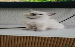 Ragdoll cats for sale: Adorable Ragdoll Kittens  - Image 30