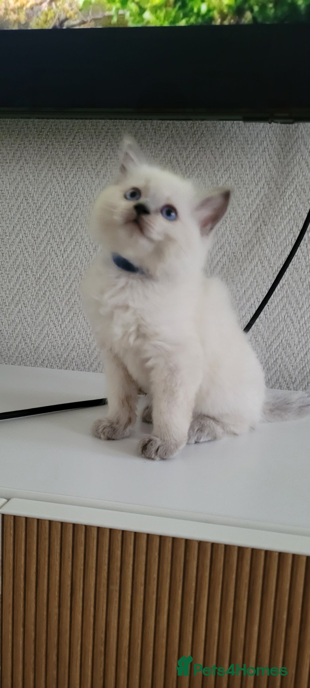Ragdoll cats for sale: Adorable Ragdoll Kittens  - Image 30