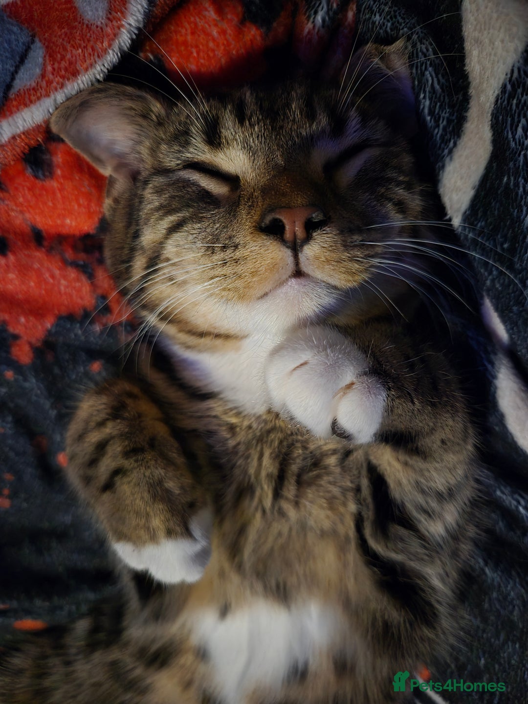 Bengal cats for sale: 3 part bengal boys - Advert 1