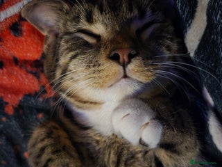 Bengal cats 3 part bengal boys - Advert 1