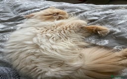 Persian cats for sale: Persian Cream Point Male  - Image 3