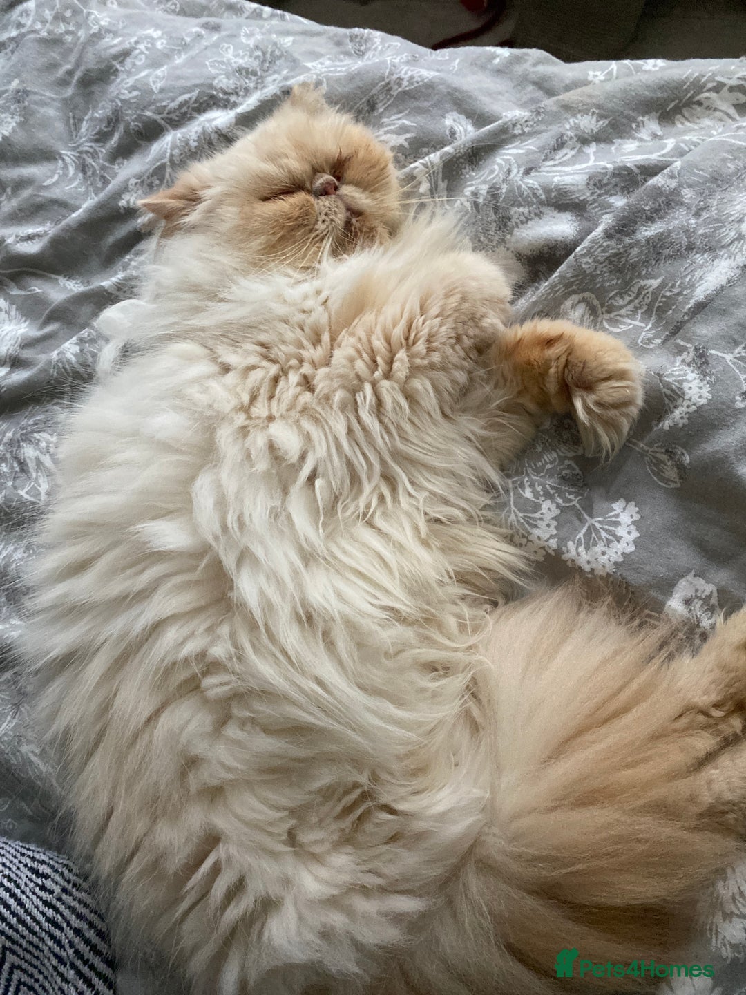 Persian cats for sale: Persian Cream Point Male  - Image 3