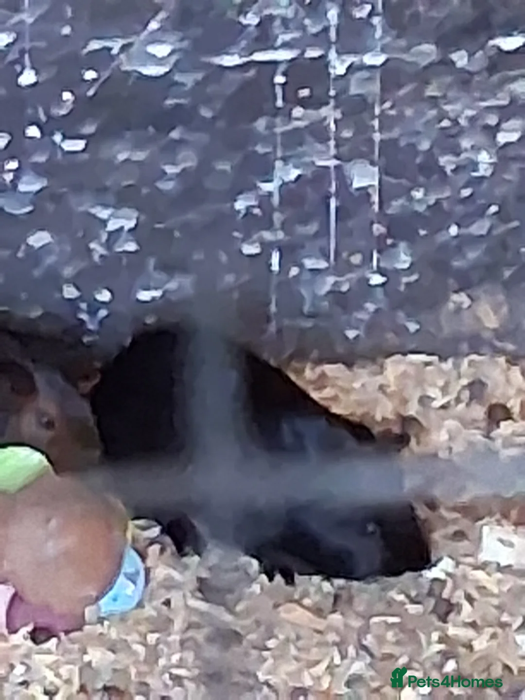 Guinea Pig rodents for sale: Baby guinea pigs - Advert 7