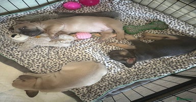 French Bulldog dogs - Advert 9