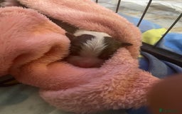 Australian Shepherd dogs for sale: Beautiful Australian Shepherd KC registration🥰 - Image 23