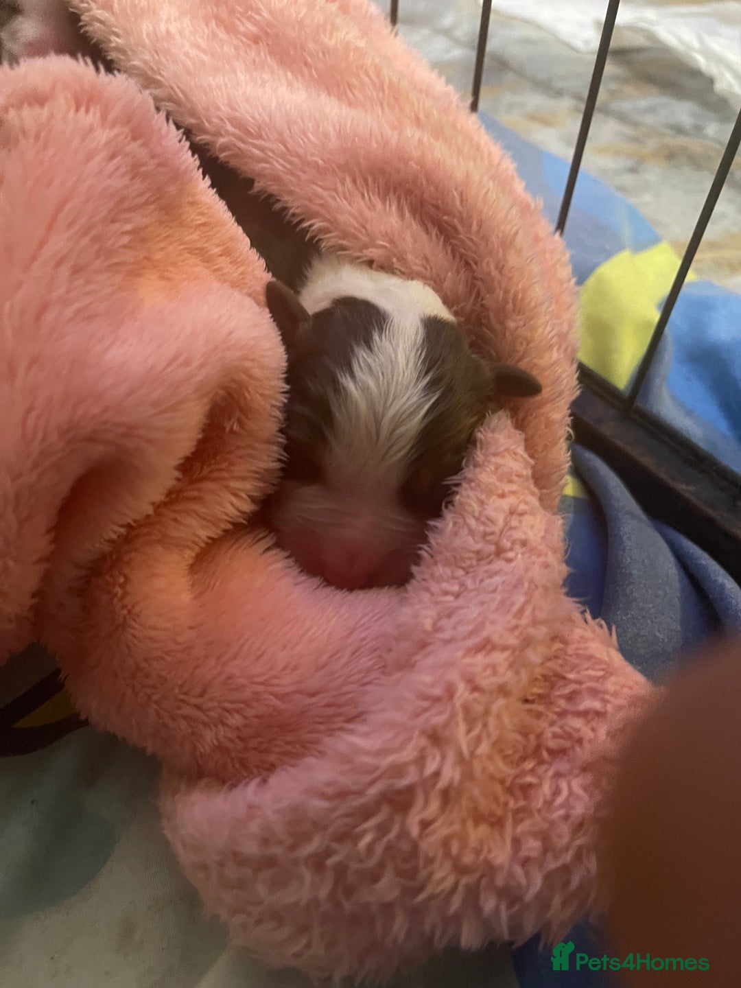Australian Shepherd dogs for sale: Beautiful Australian Shepherd KC registration🥰 - Image 23