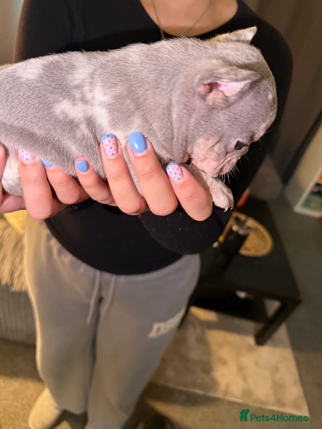 French Bulldog dogs for sale: French bulldog puppies fluffie carriers  - Advert 38