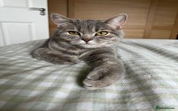Scottish Fold cats for sale: Scottish fold beautiful girl - Image 9