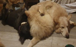 German Shepherd dogs for sale: Stunning white puppy 6 months old ready now in Horsham - Image 21