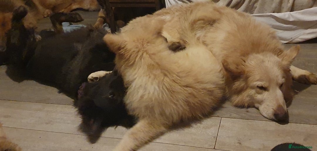 German Shepherd dogs for sale: Stunning white puppy 6 months old ready now in Horsham - Image 21
