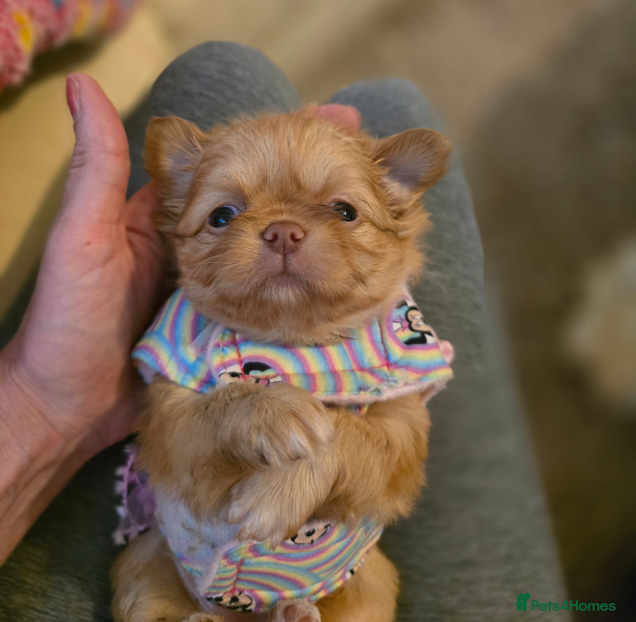 Chihuahua dogs for sale: Xx stunning kc chihuahua longcoat puppies Xx - Advert 22