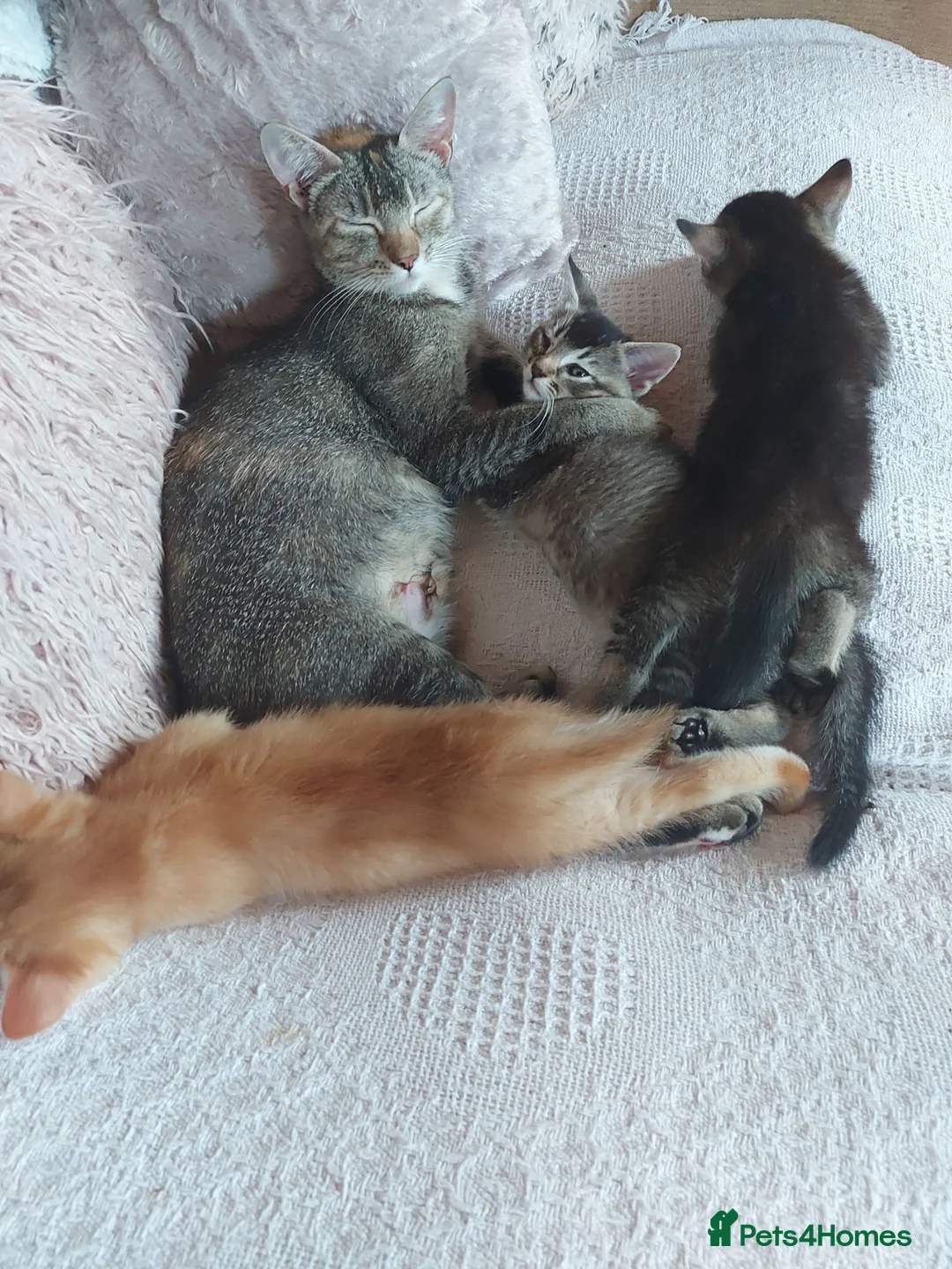 Mixed Breed cats for sale: Gorgeous Kittens  - Advert 1