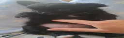 Chihuahua dogs for sale: Long Coat Chihuahua pups - Advert 19