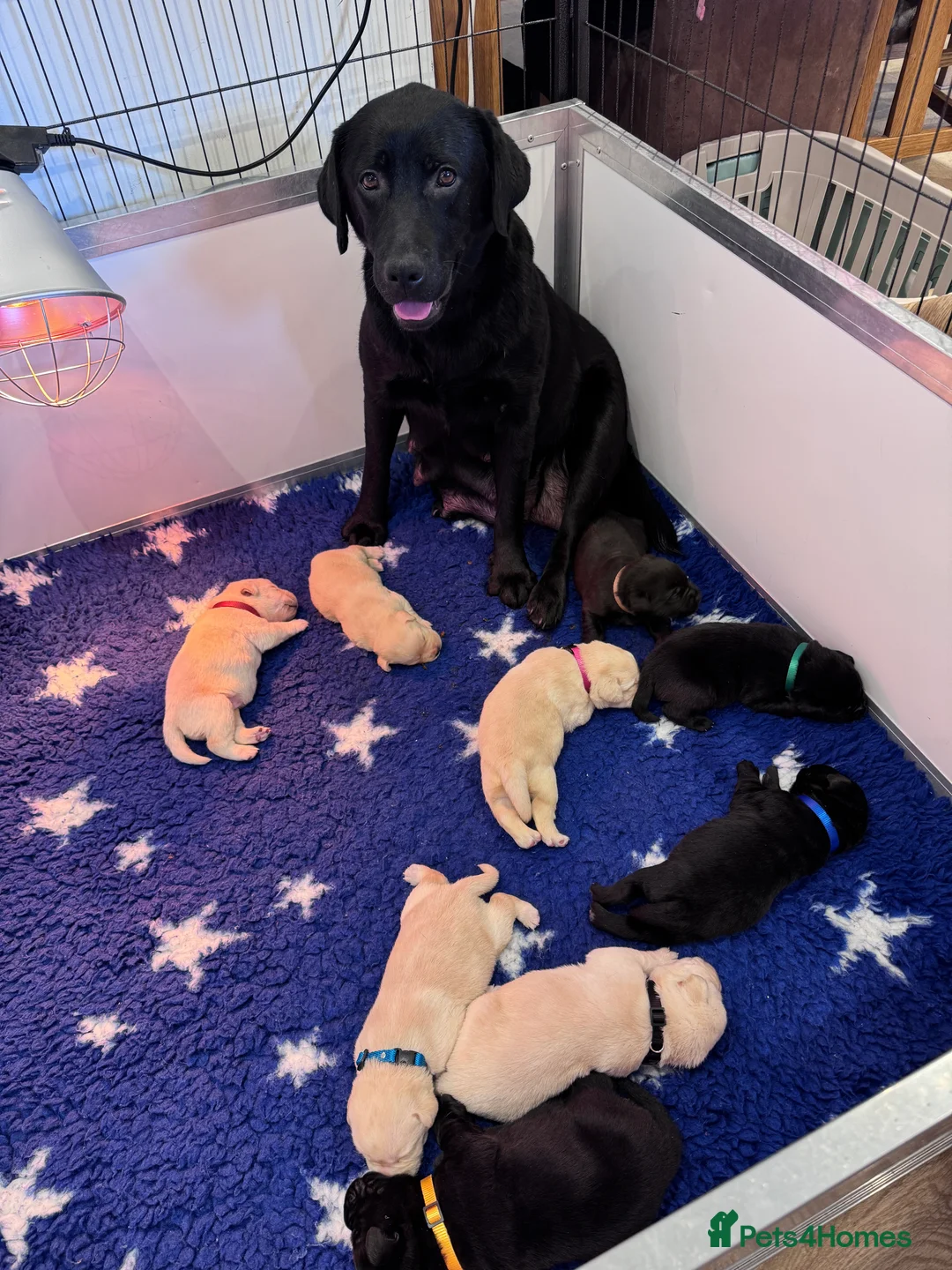 Labrador Retriever dogs for sale: Quality KC Registered Labrador Retriever Puppies - Advert 9