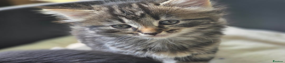 Mixed Breed Kitten 4