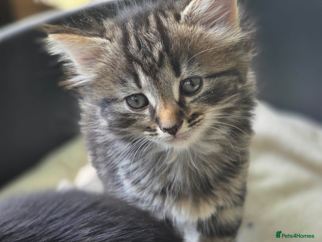 Mixed Breed cats for sale: Kittens for sale (NEED GONE ASAP) - Image 1