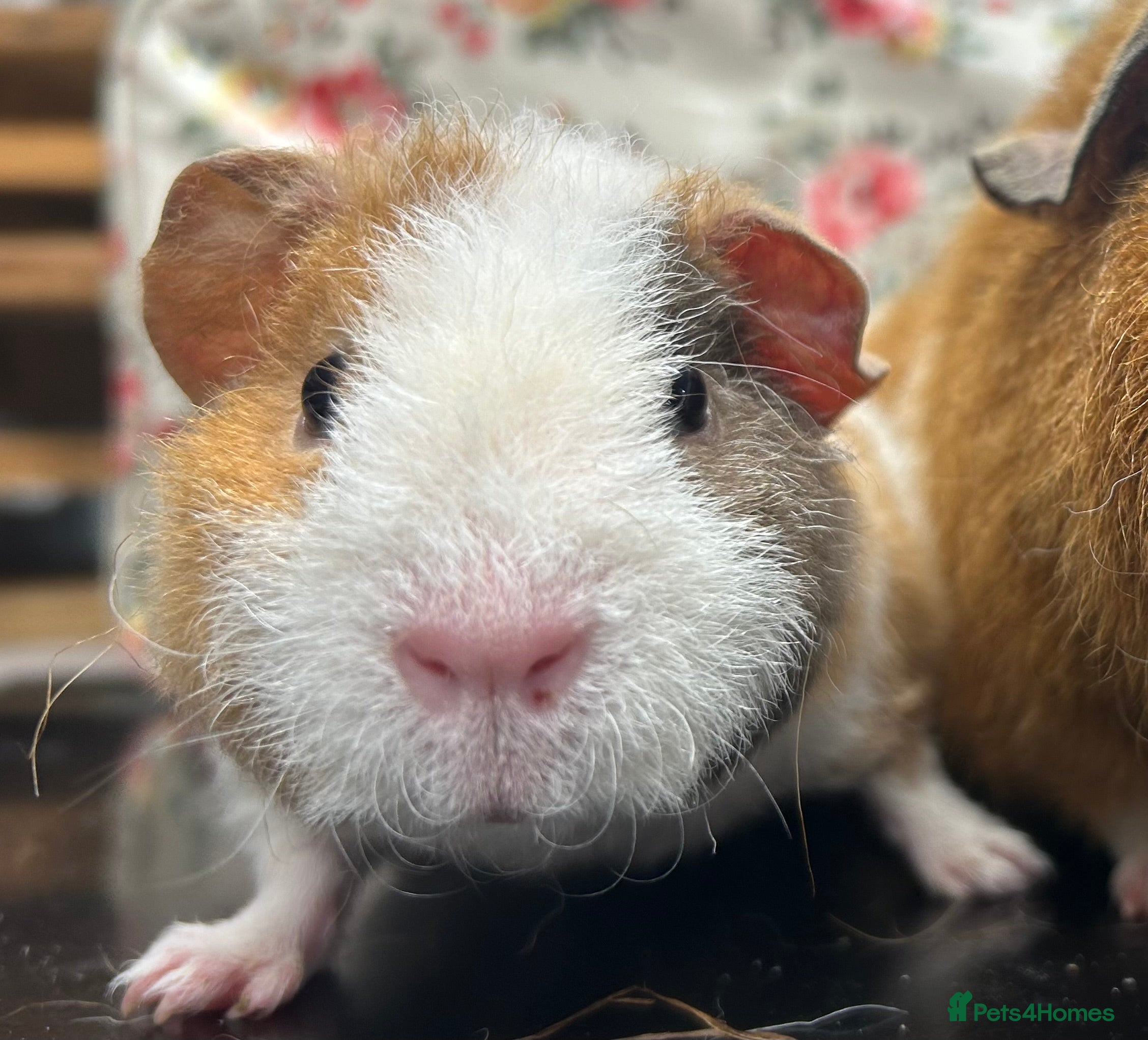 Guinea Pig rodents Gorgeous Pair of Teddy Boars  - Advert 19