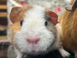 Guinea Pig rodents Gorgeous Pair of Teddy Boars - Advert 19