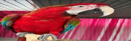 Macaws birds for sale: Tropicana x Jubilee pair of Macaws  - Advert 7