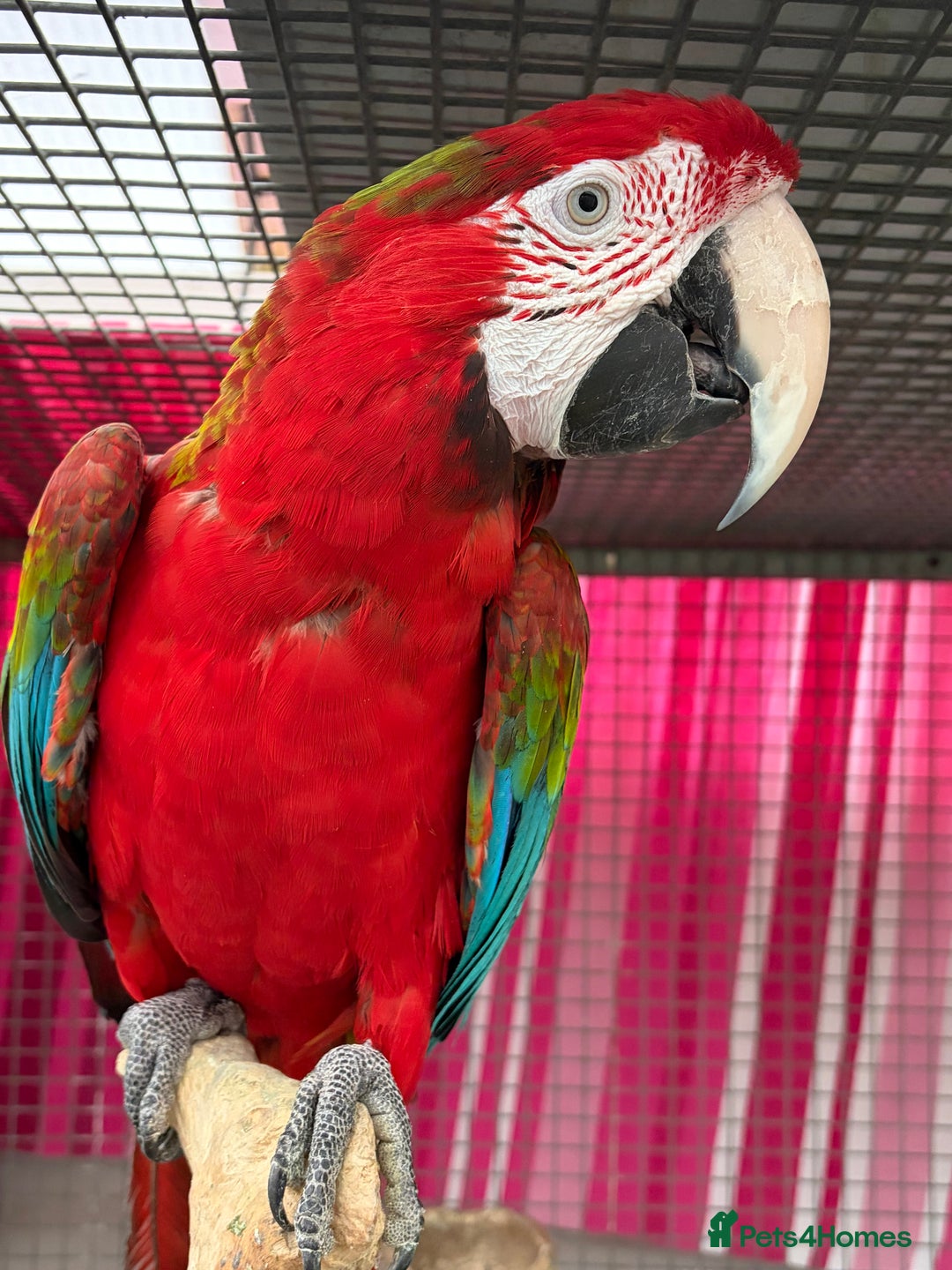 Macaws birds for sale: Tropicana x Jubilee pair of Macaws  - Advert 7