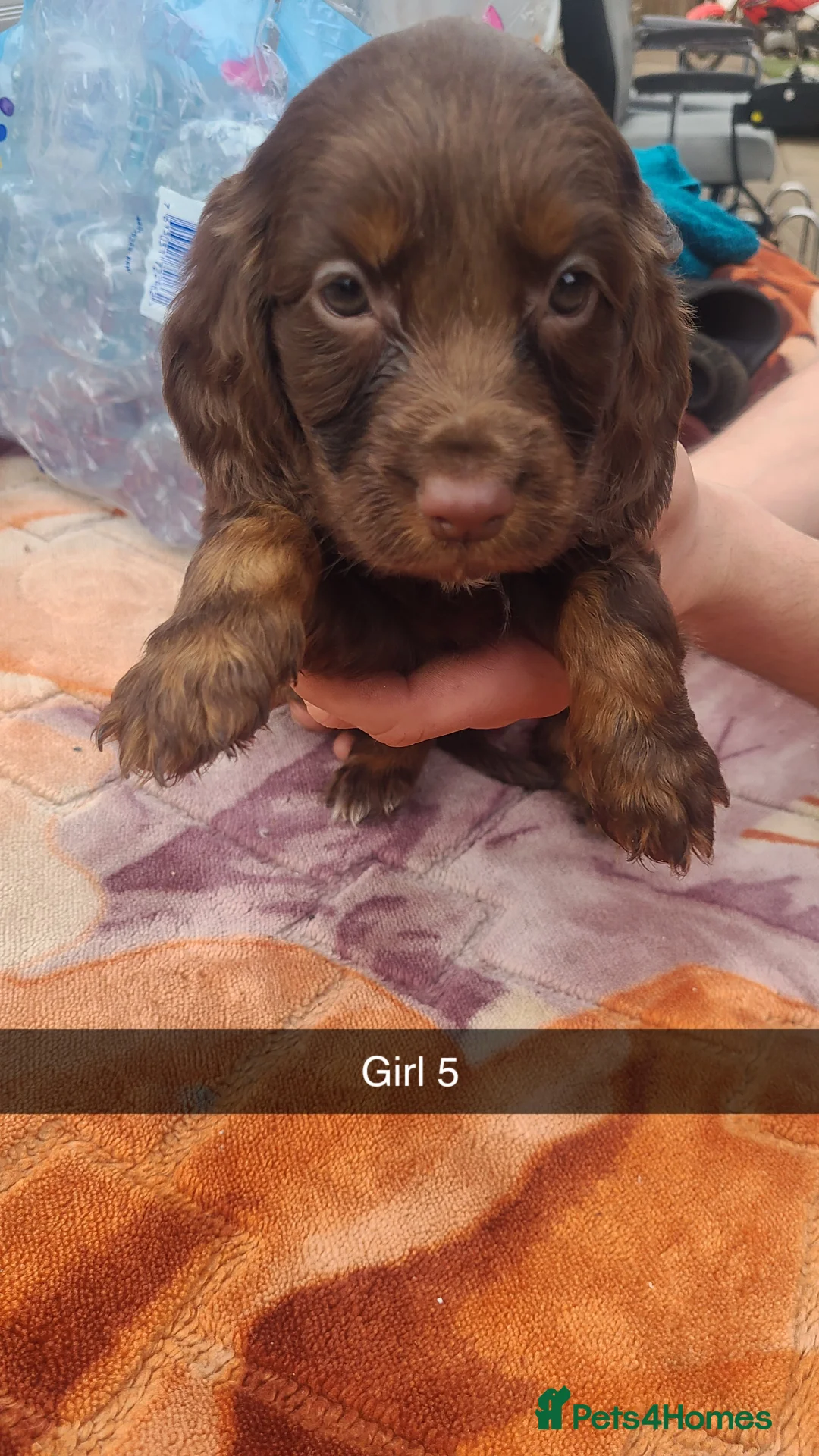 Cocker Spaniel dogs for sale: Showtype cocker spaniel puppies - Advert 9