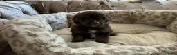 Aussiedoodle dogs for sale: Stunning F1B Aussiedoodle puppies - Advert 16