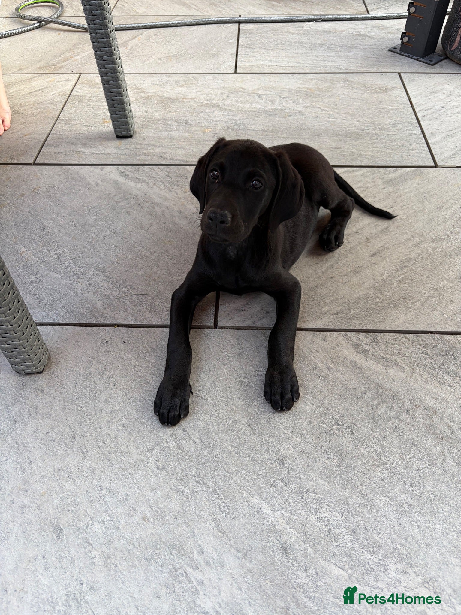 Mixed Breed dogs Labrador x Doberman female - Advert 1
