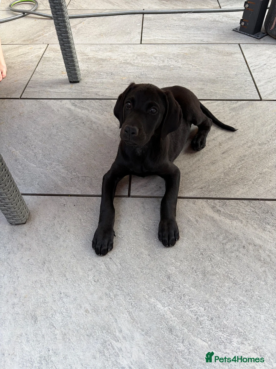 Mixed Breed dogs for sale: Labrador x Doberman female - Advert 1