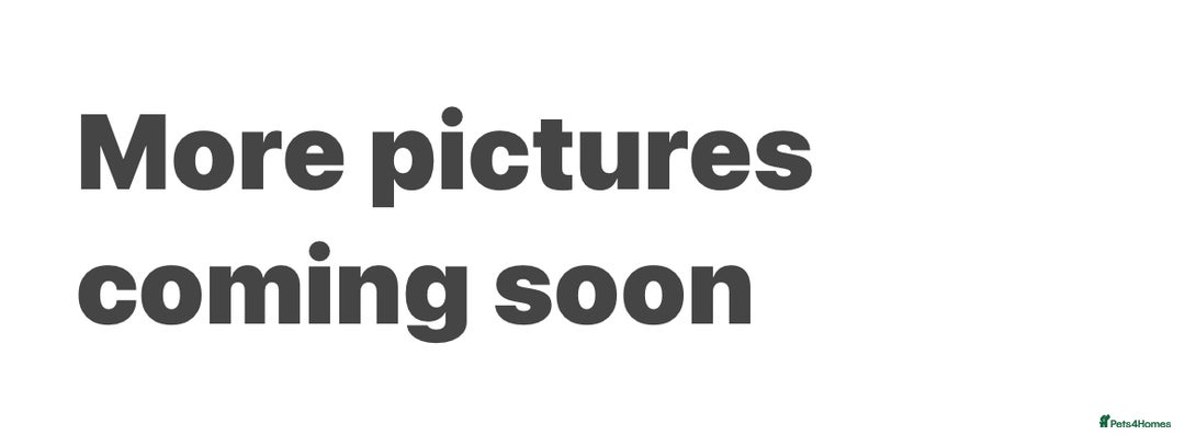 Chow Chow dogs for sale: Gorgeous Chow Chow Puppies Raised in a loving Home - Image 19