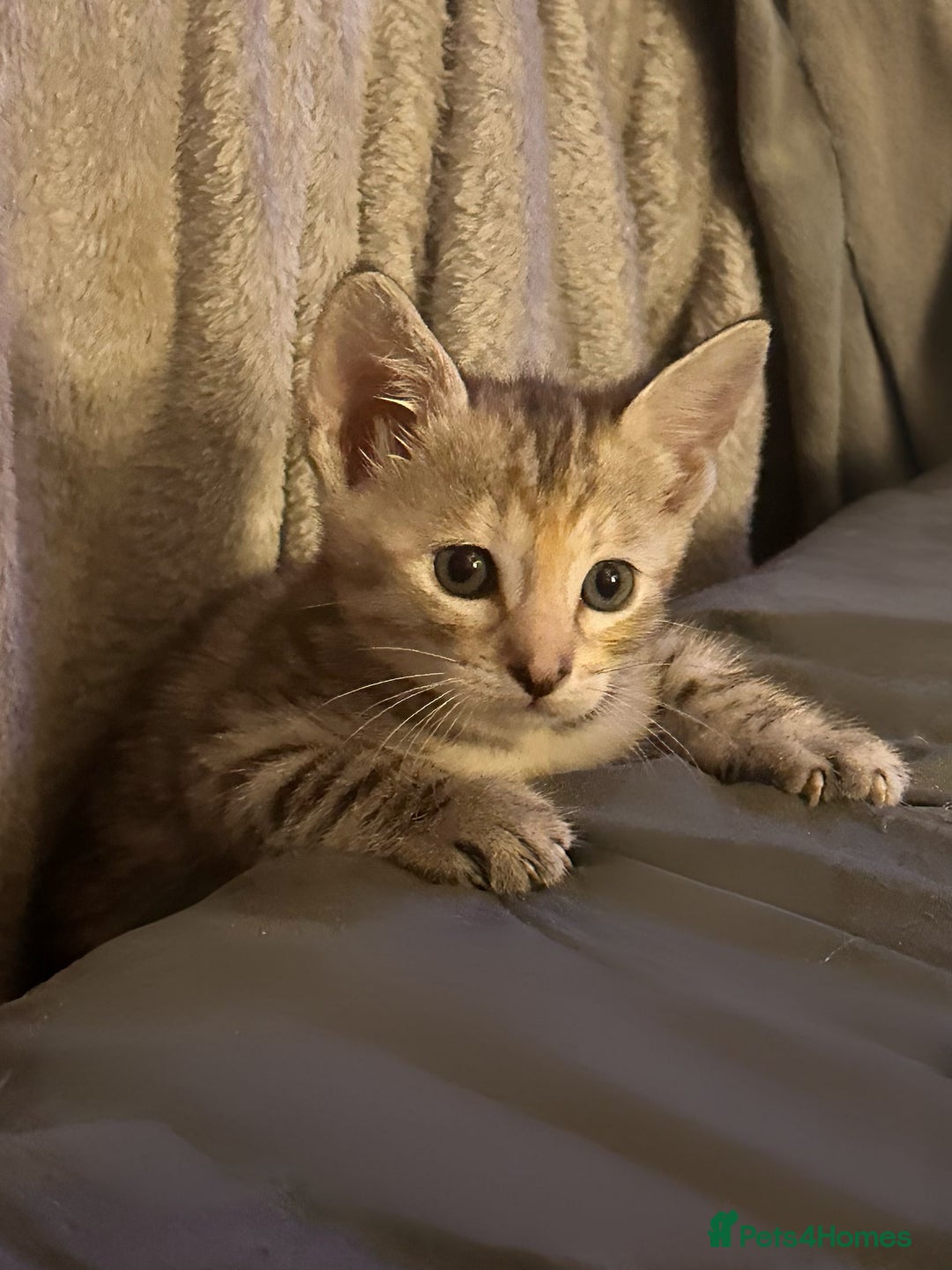 Savannah cats for sale: F4 Savannah kittens  - Image 6