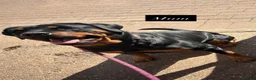 Rottweiler dogs for sale: 4 stunning Rottweiler pups available  - Advert 12