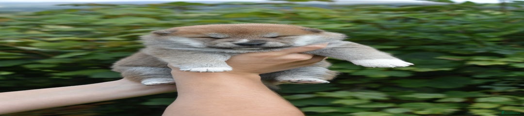 Japanese Shiba Inu Puppy 2