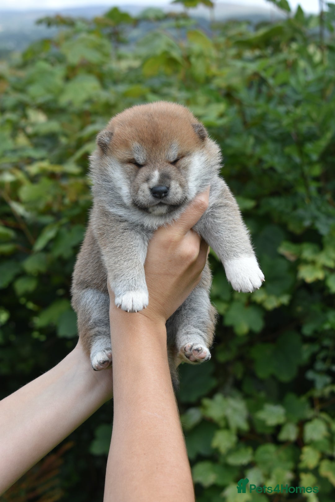 Japanese Shiba Inu dogs for sale: Multi Champion bloodline Shiba Inu pups for sale - Image 11