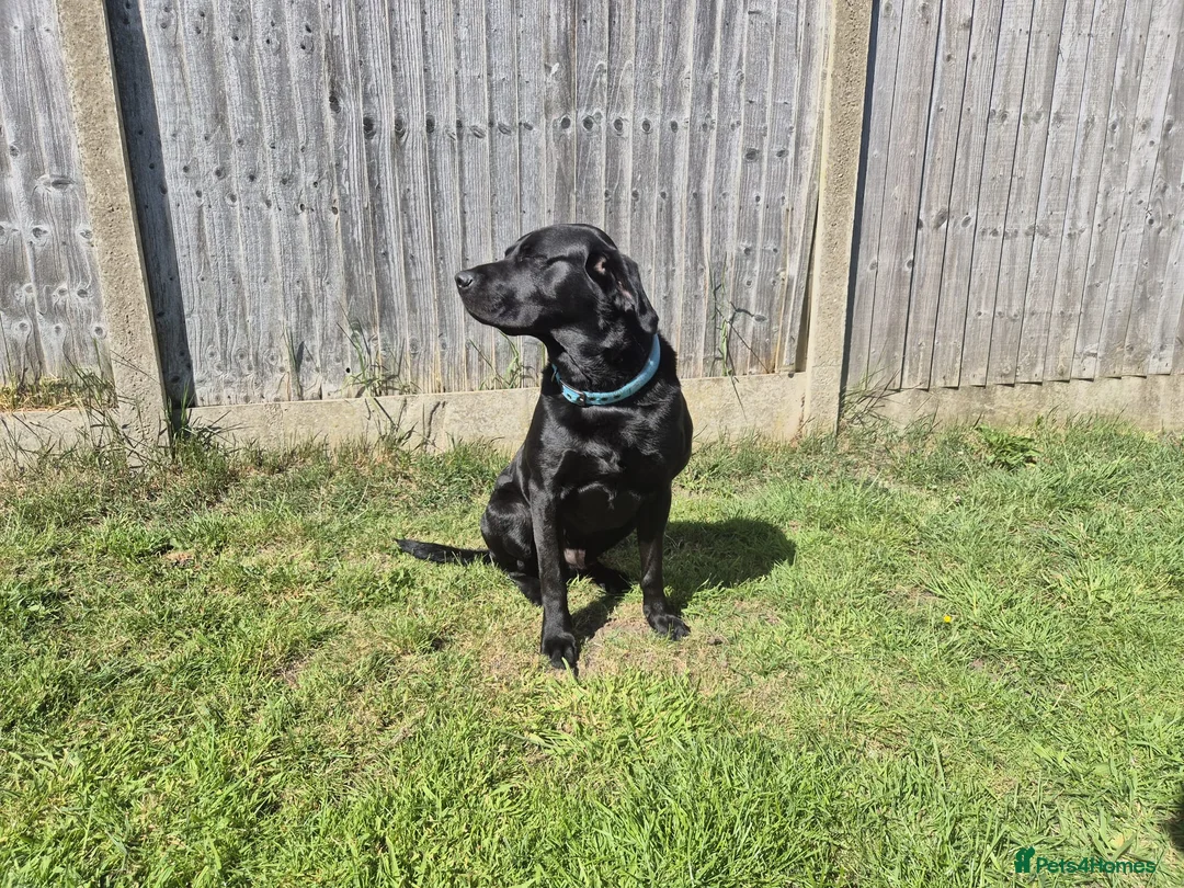Labrador Retriever dogs for stud: Stud black lab  in Ilkeston - Advert 1