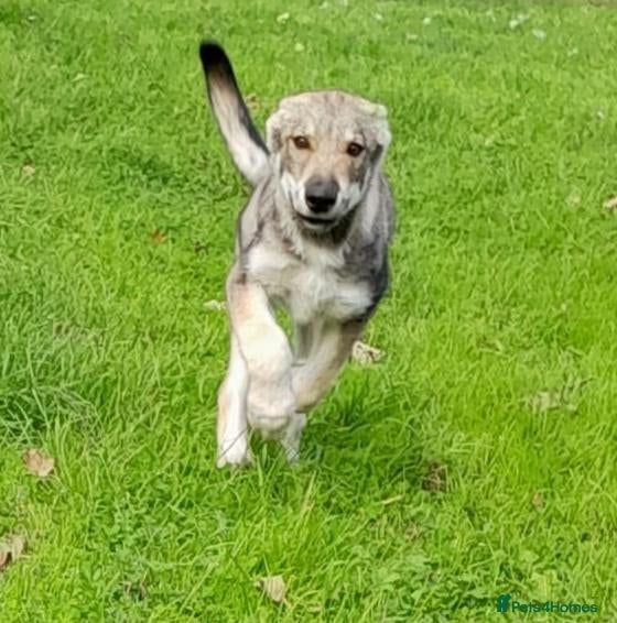 Tamaskan dogs Leo now available. Fully vac and embarked - Advert 1