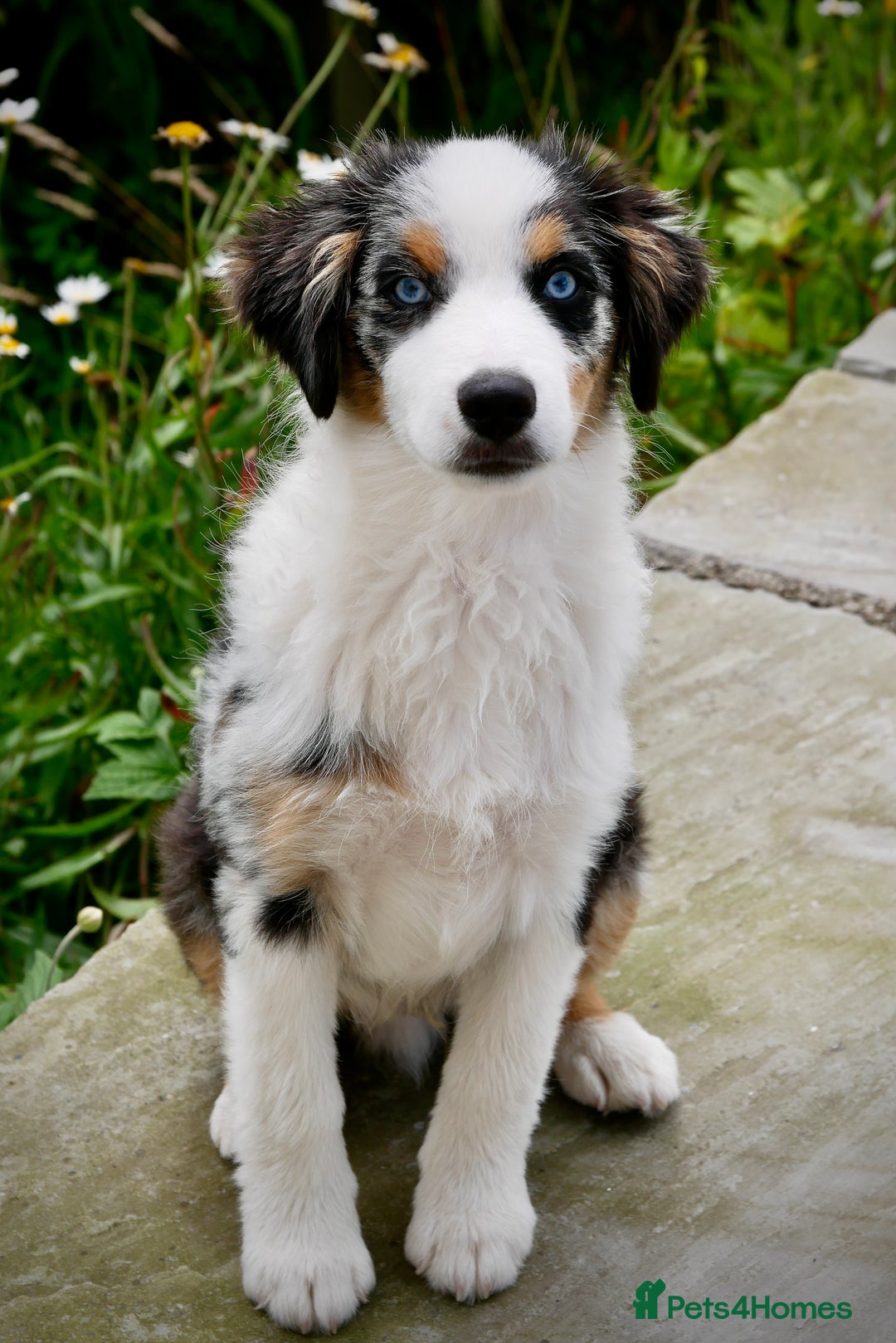 Miniature American Shepherd dogs for sale: Miniature American Shepherd - Image 2