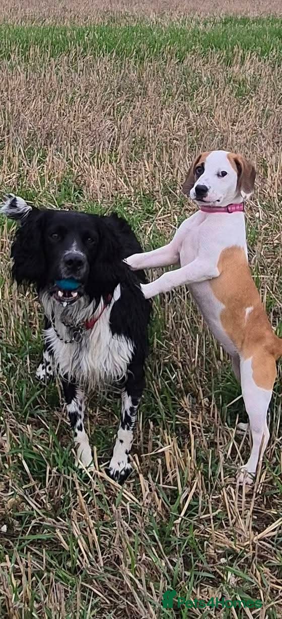 Mixed Breed dogs Jack a bee cross sprollie puppies  - Advert 15