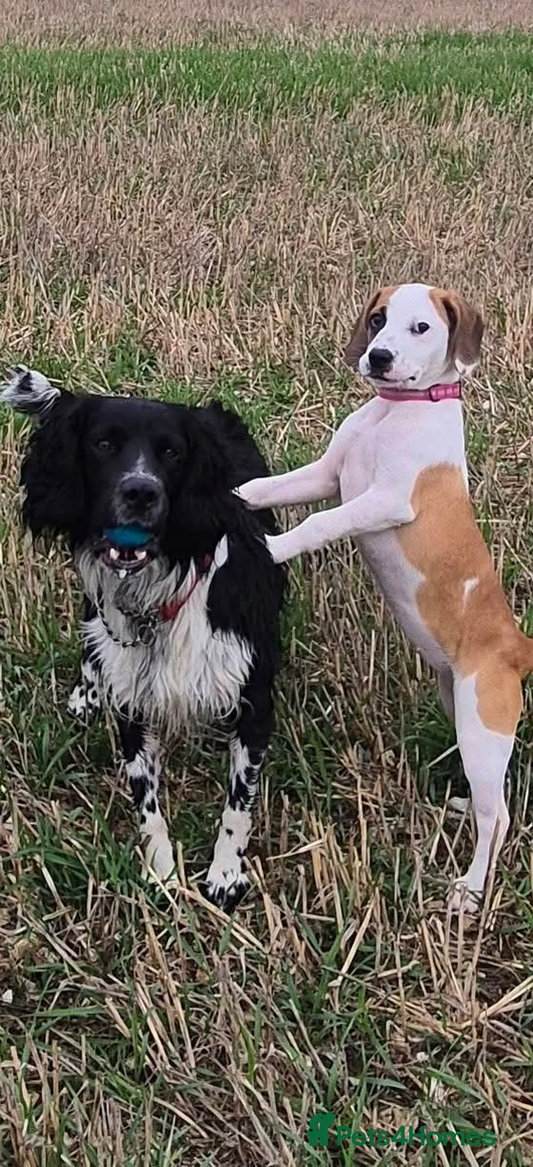 Mixed Breed dogs for sale: Jack a bee cross sprollie puppies  - Advert 1