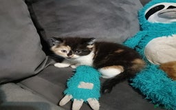 Persian cats for sale: Persian Kittens - Image 6