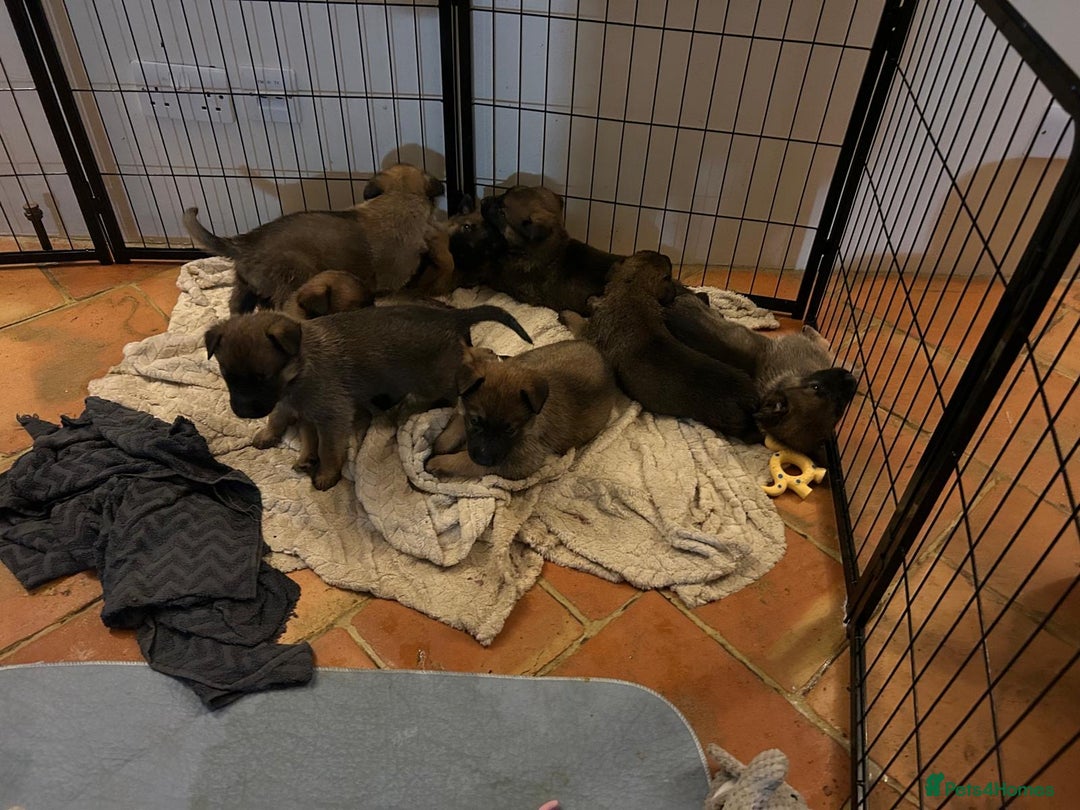 Mixed Breed dogs for sale: Stunning Belgium malinois  - Image 6